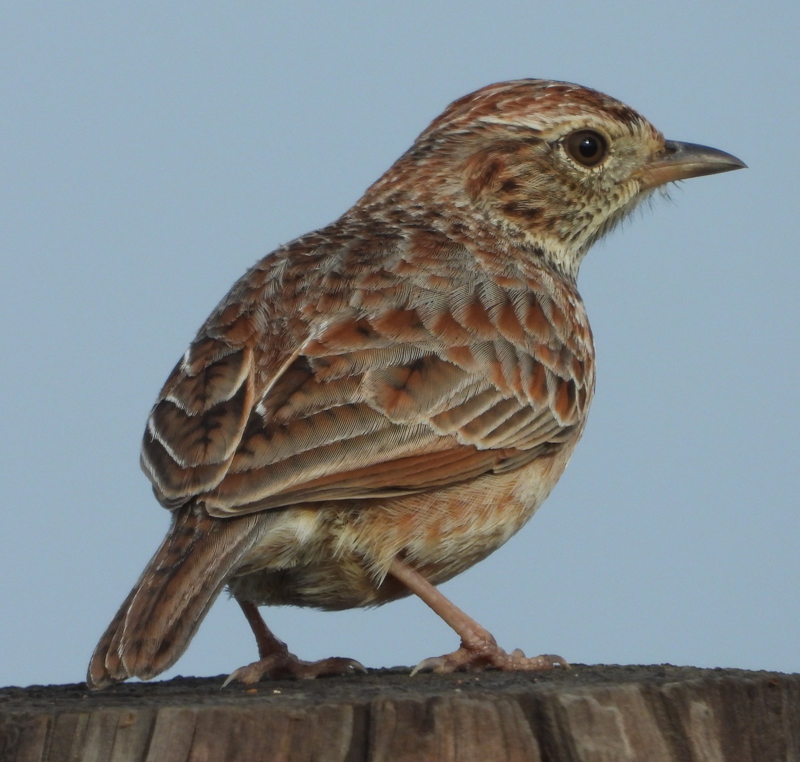 Klapperleeuwerik (Corypha apiata)