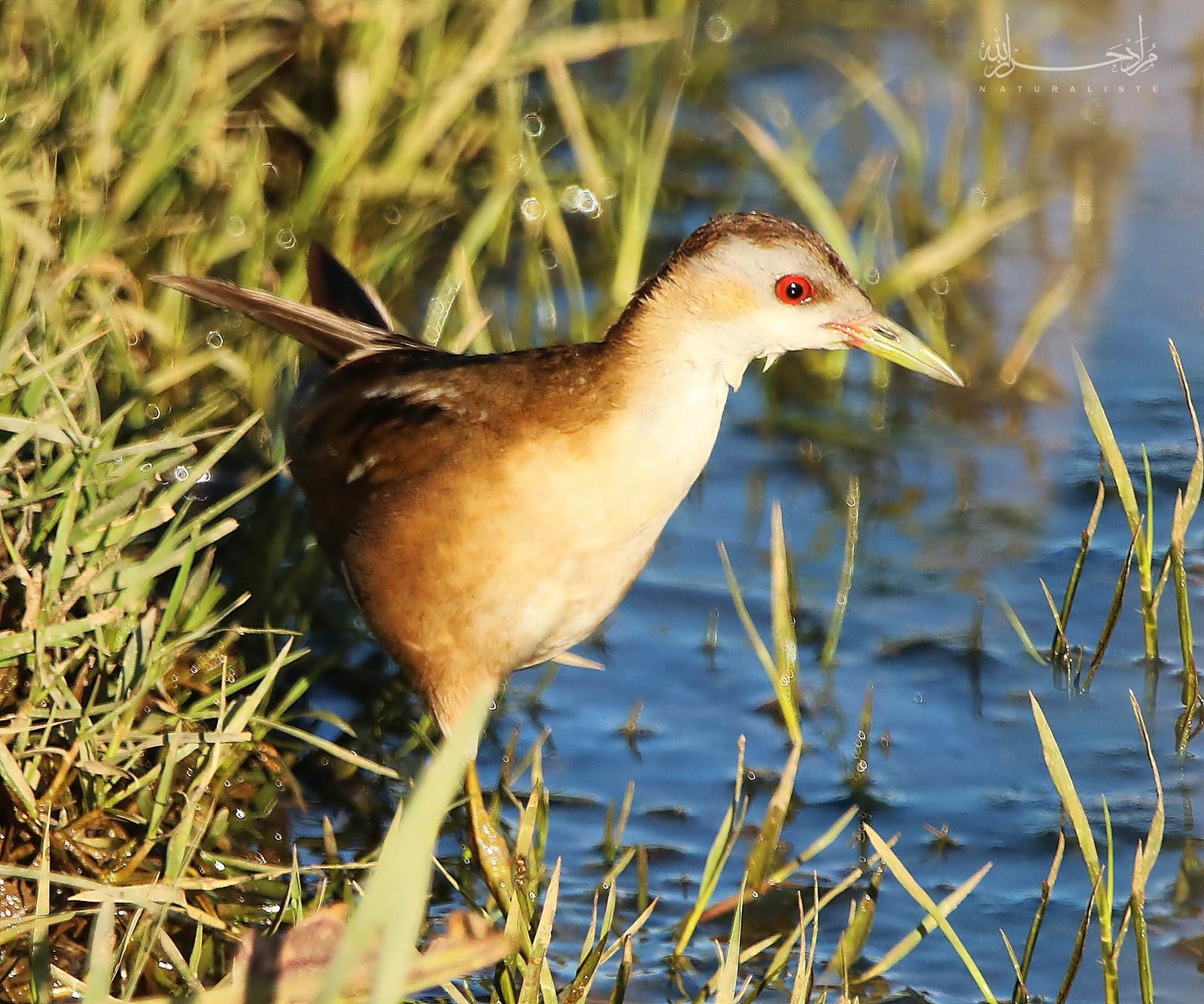 Klein waterhoen (Zapornia parva)