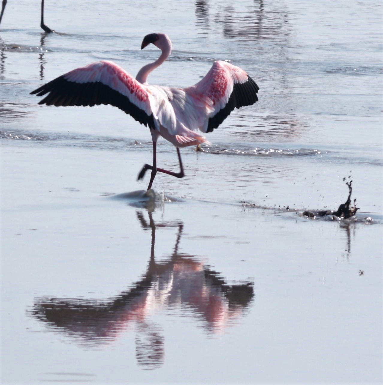 Kleine flamingo (Phoeniconaias minor)