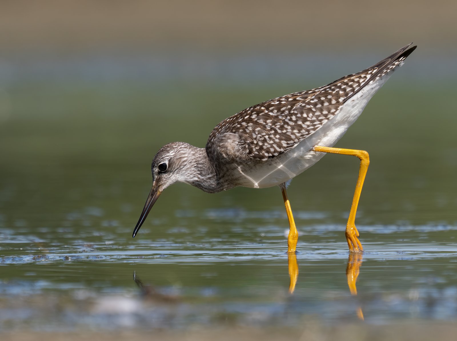 Kleine geelpootruiter (Tringa flavipes)