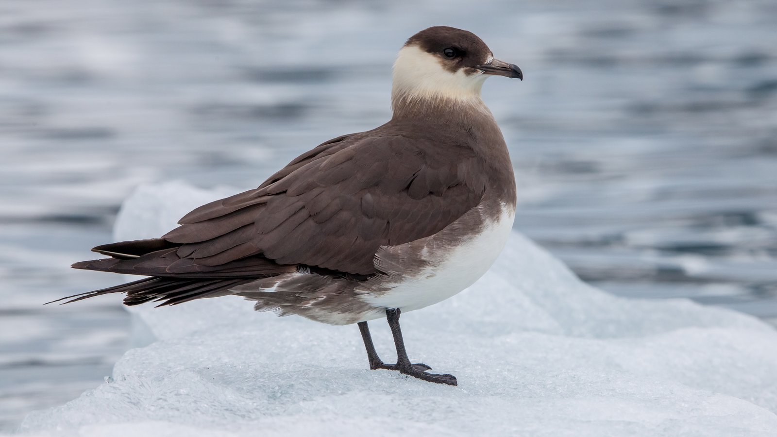 Kleine jager (Stercorarius parasiticus)