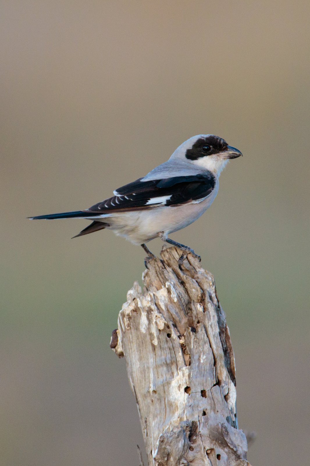 Kleine klapekster (Lanius minor)