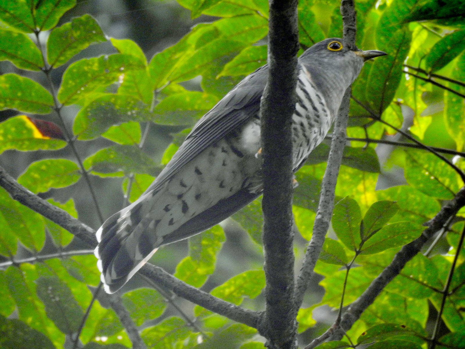 Kleine koekoek (Cuculus poliocephalus)