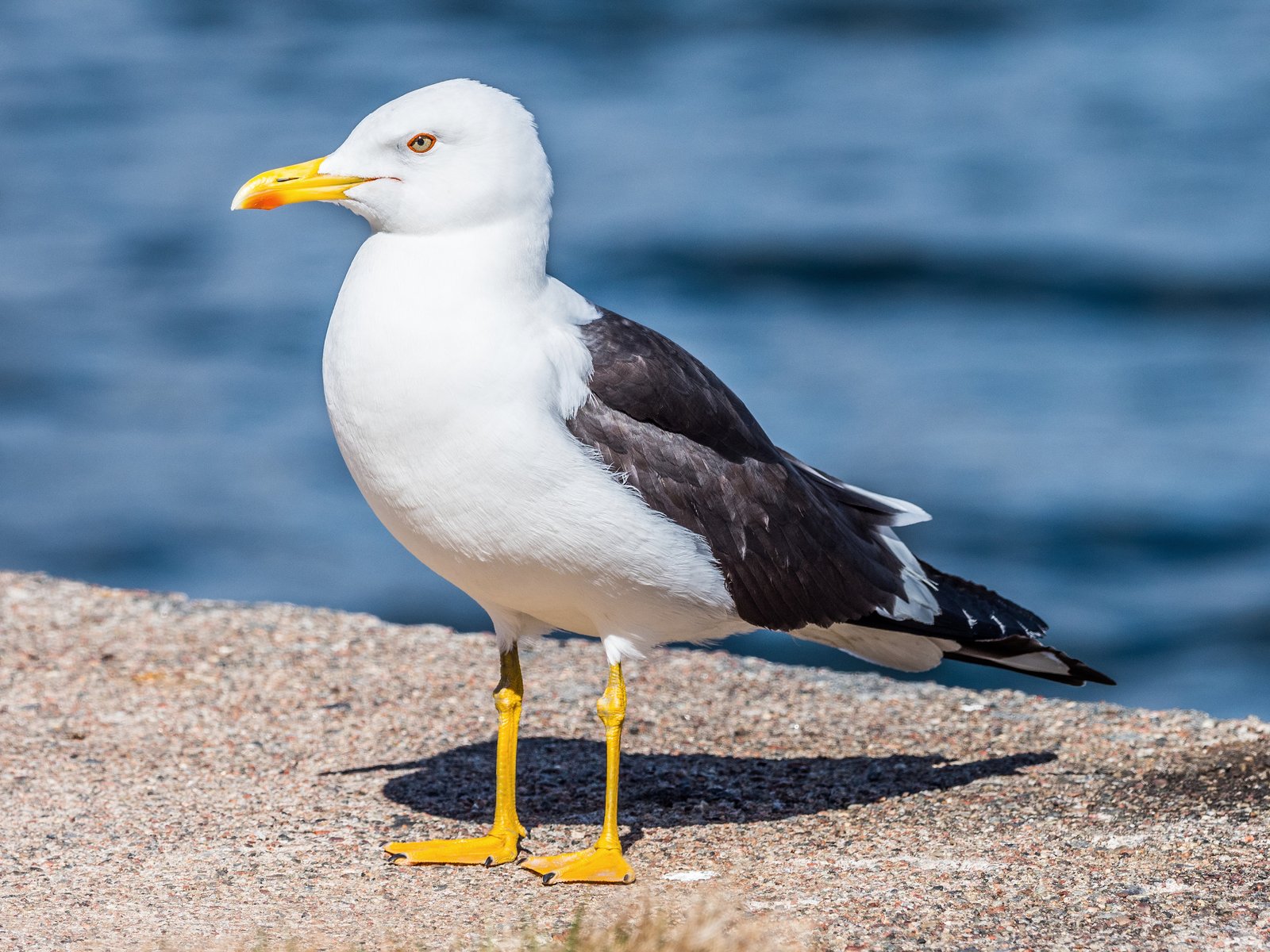 Kleine mantelmeeuw (Larus fuscus)
