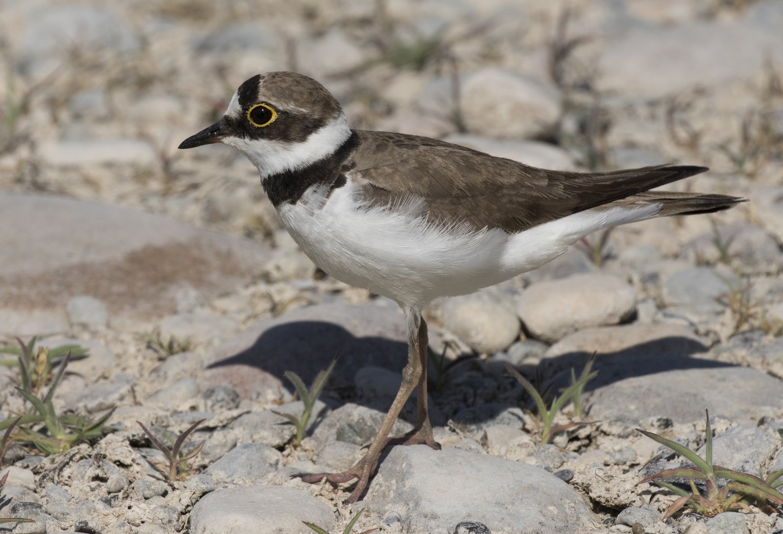 Kleine plevier (Thinornis dubius)