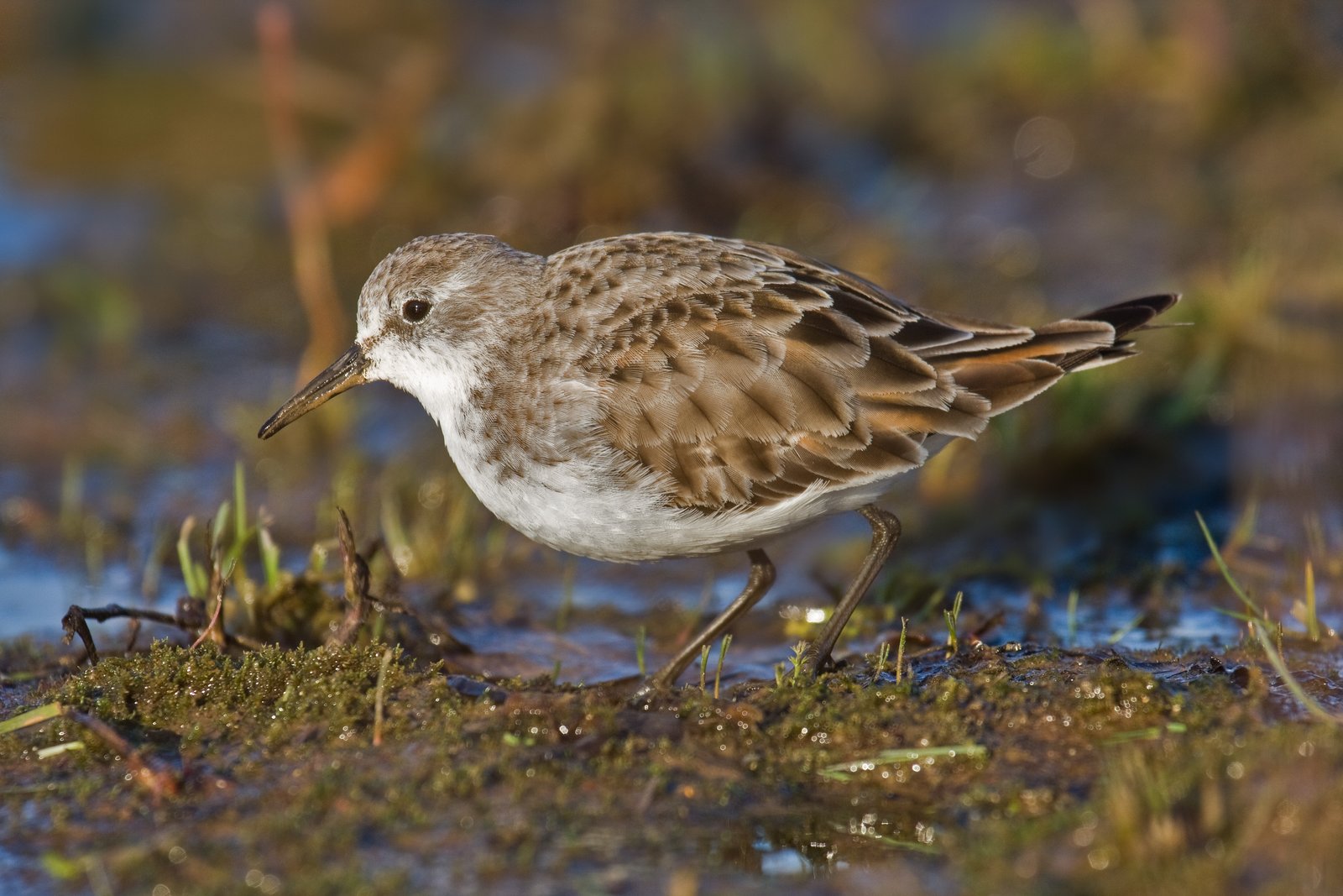 Kleine strandloper (Calidris minuta)