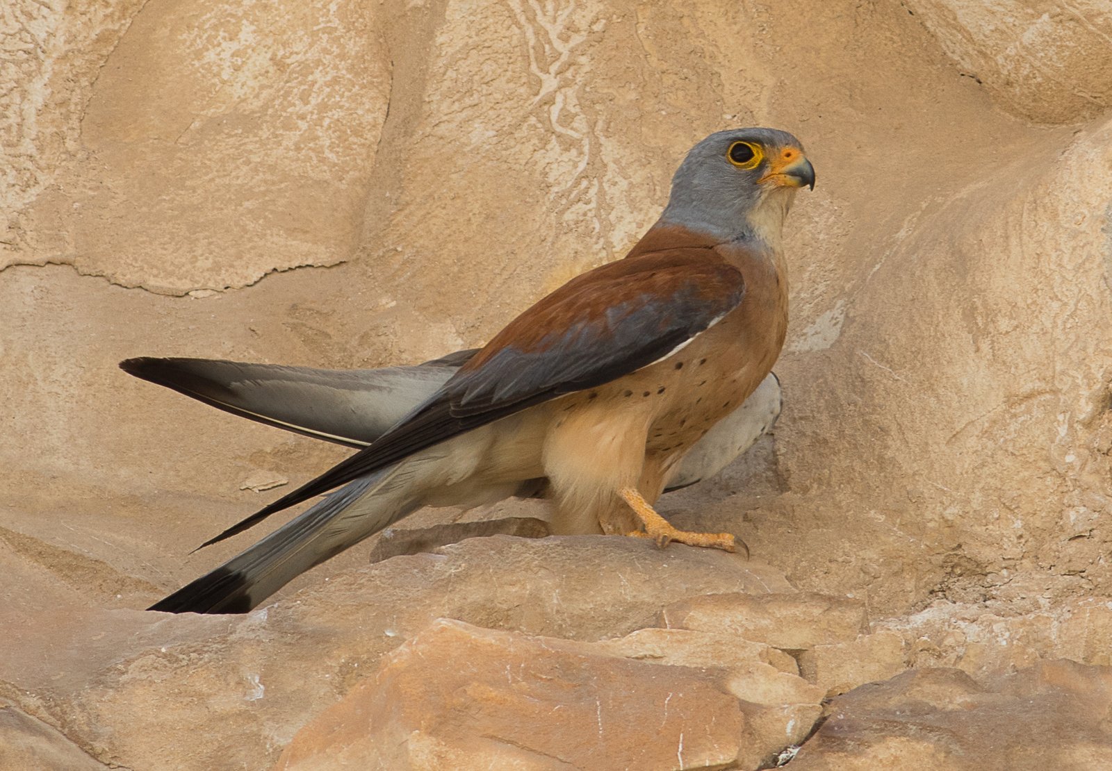 Kleine torenvalk (Falco naumanni)