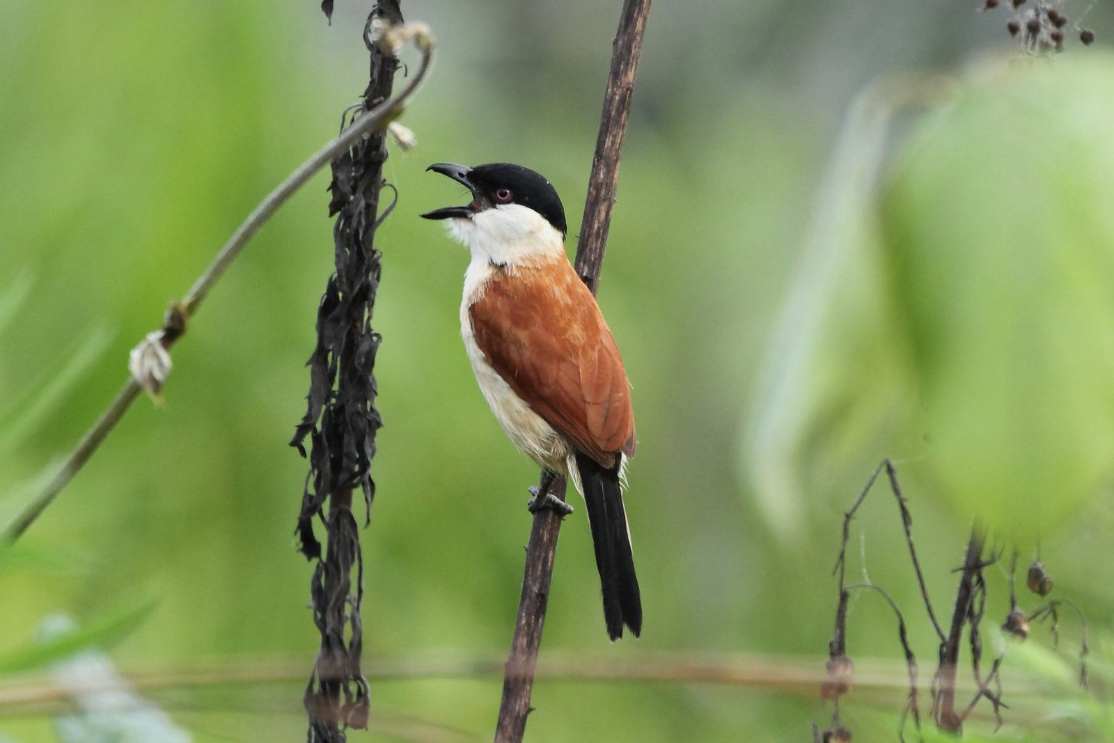 Kleine tsjagra (Bocagia minuta)