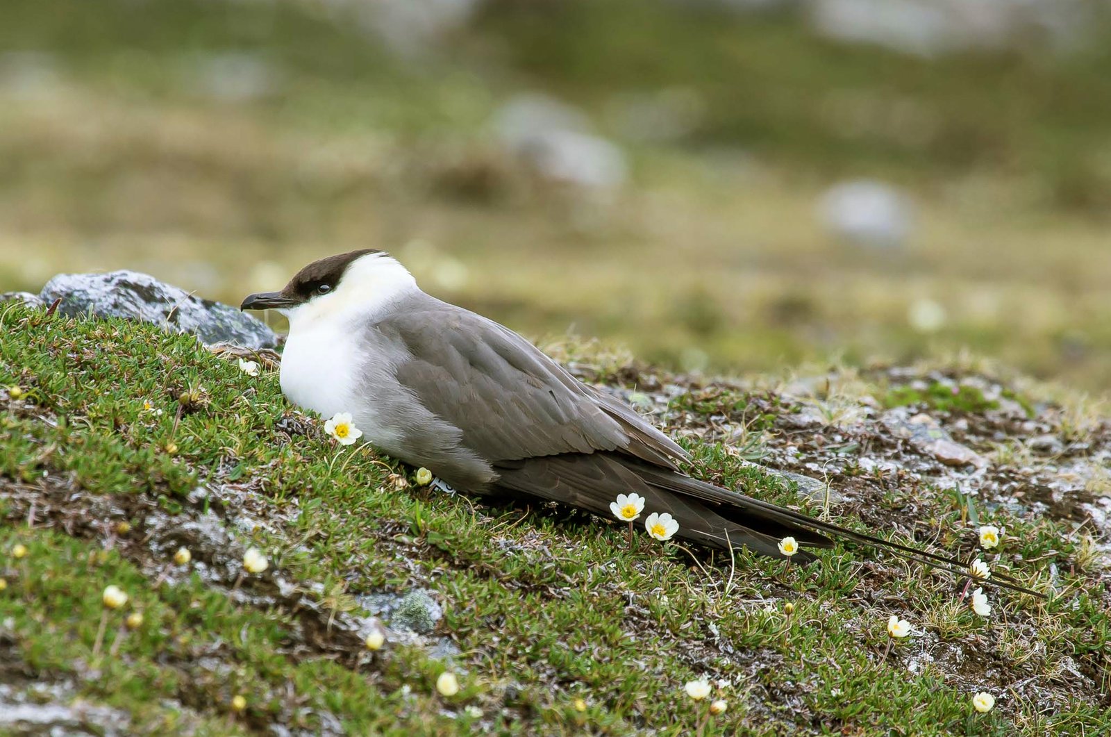 Kleinste jager (Stercorarius longicaudus)