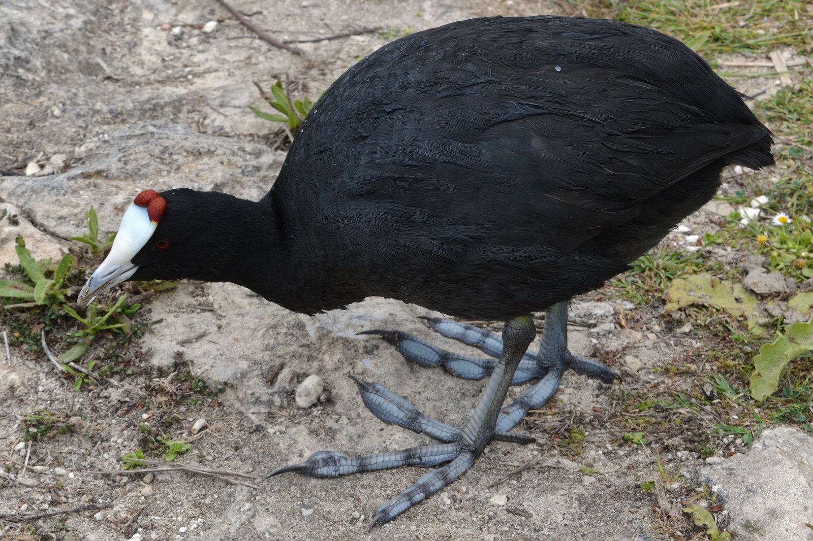 Knobbelmeerkoet (Fulica cristata)