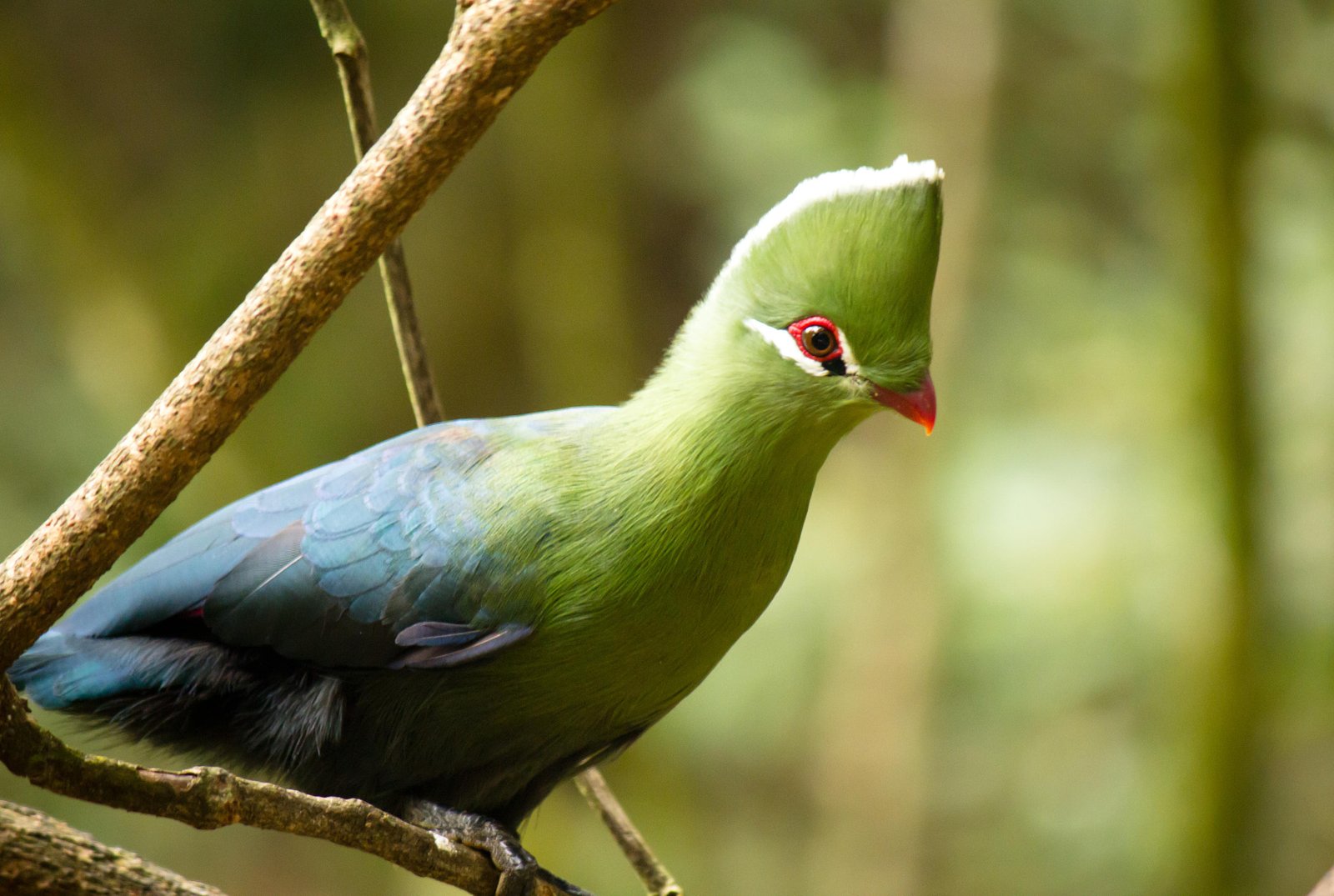 Knysnaturako (Tauraco corythaix)
