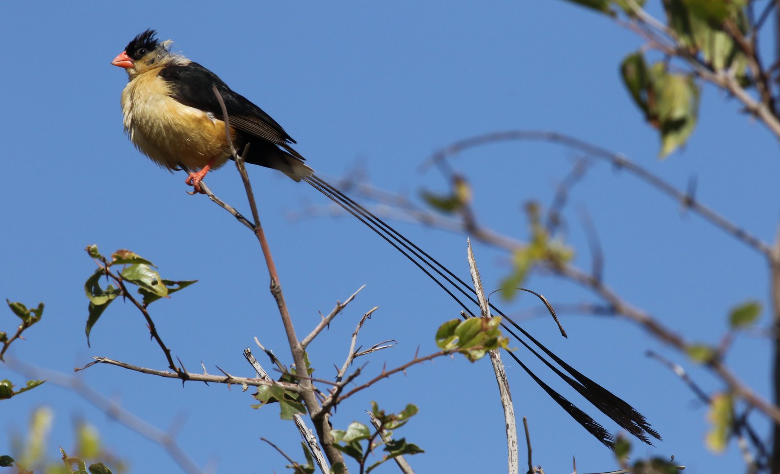 Koningswida (Vidua regia)