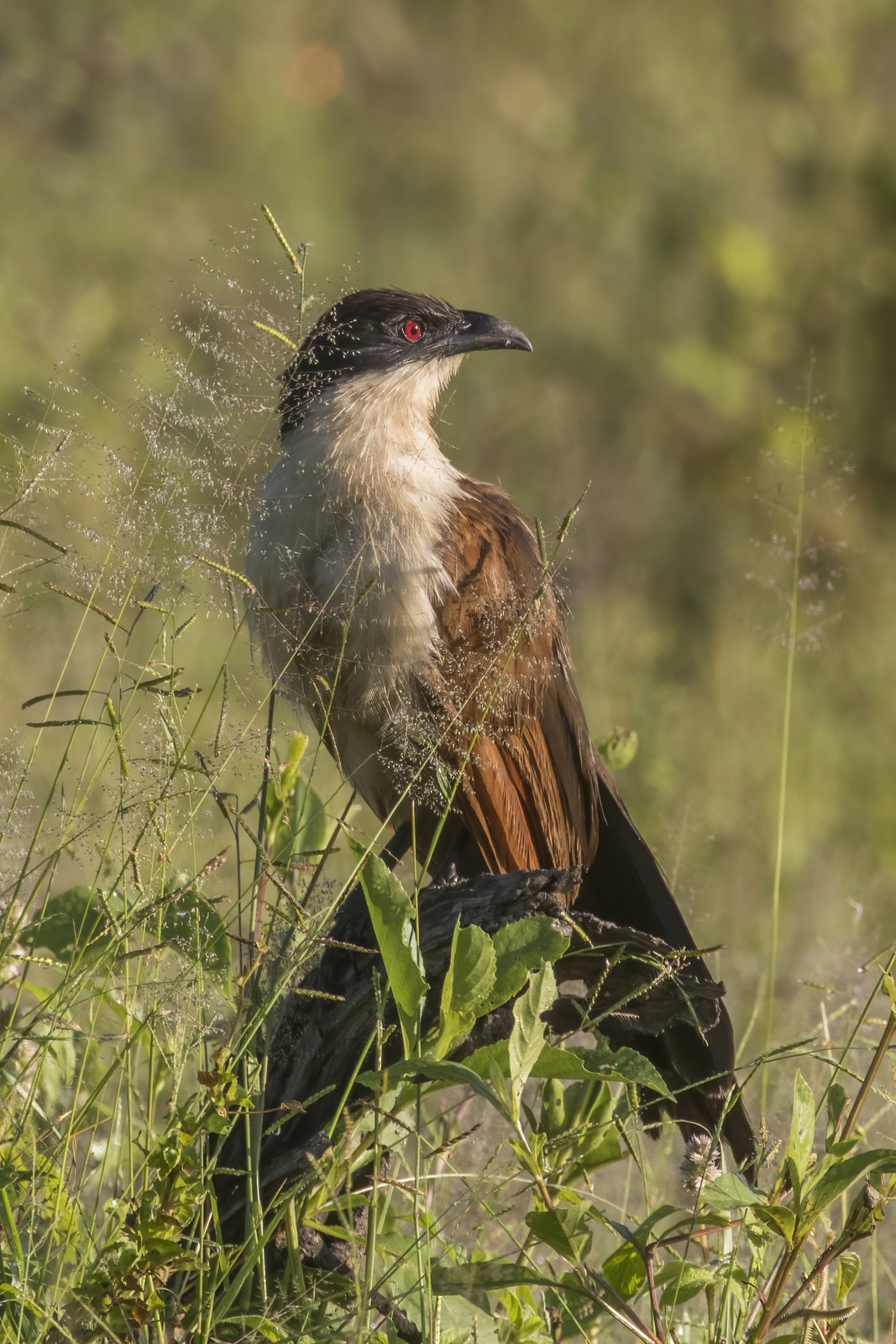 Koperstaartspoorkoekoek (Centropus cupreicaudus)