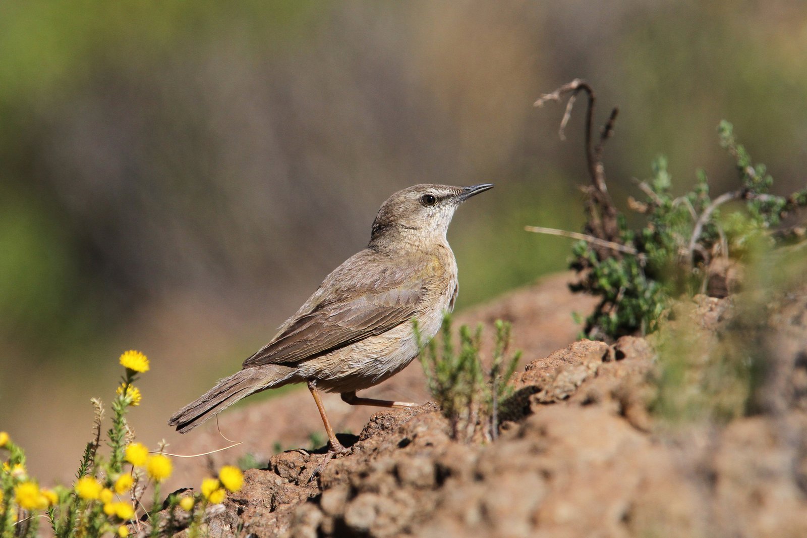Kopjespieper (Anthus crenatus)
