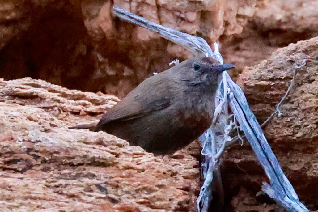 Kopjeszanger (Euryptila subcinnamomea)