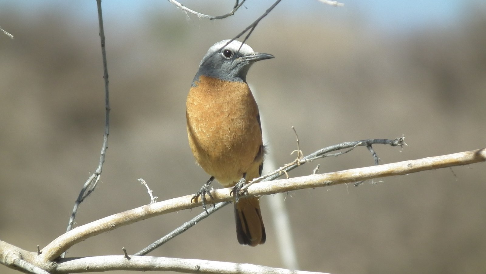 Kortteenrotslijster (Monticola brevipes)