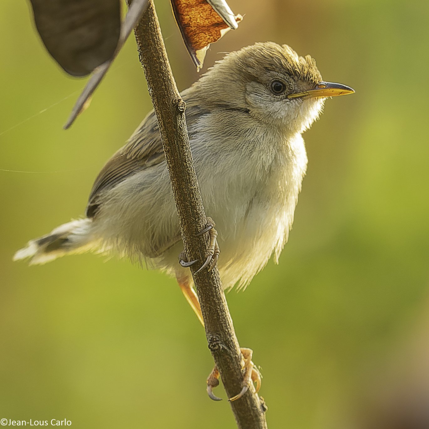 Kortvleugelgraszanger (Cisticola brachypterus)