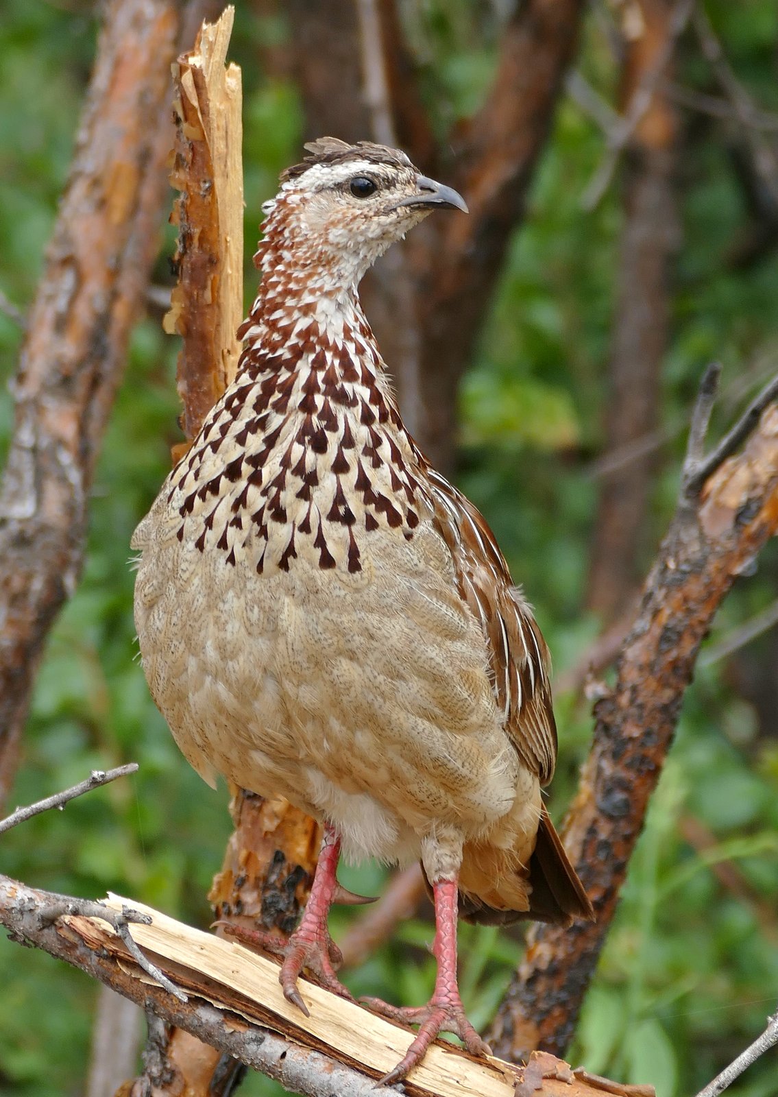 Kuiffrankolijn (Ortygornis sephaena)