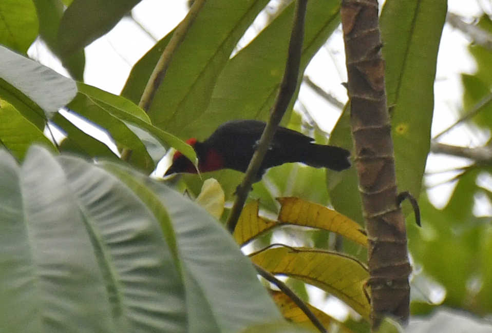 Kuifprachtwever (Malimbus malimbicus)