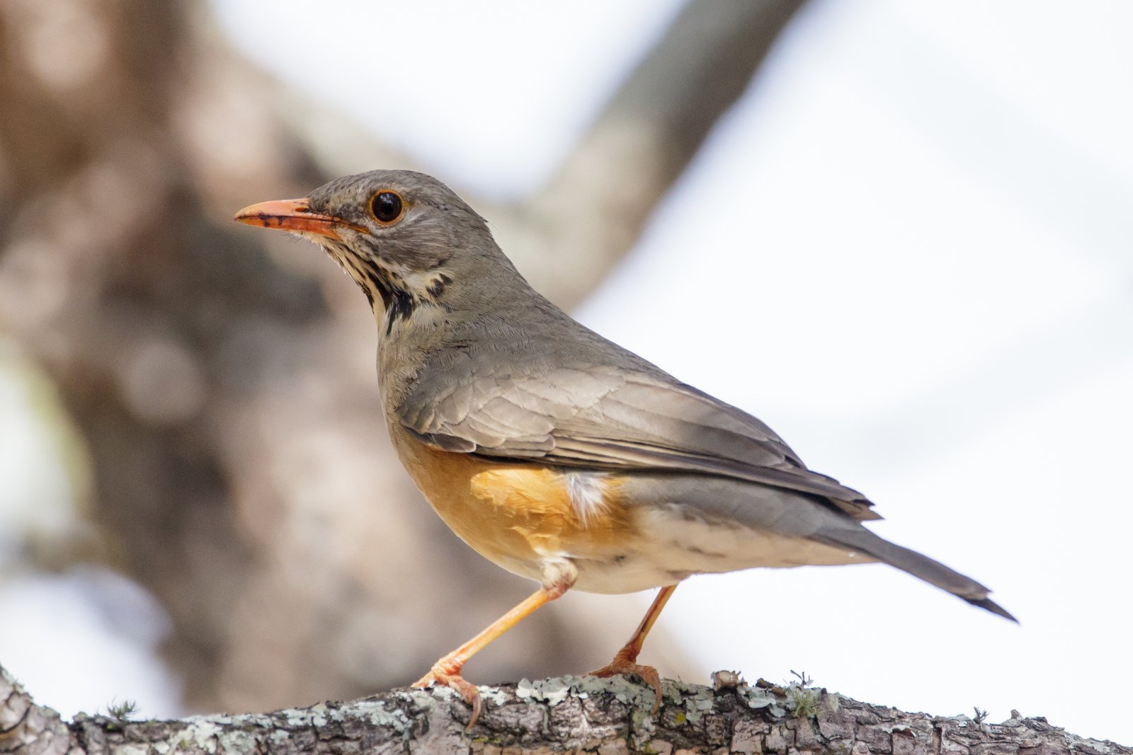 Kurrichanelijster (Turdus libonyana)
