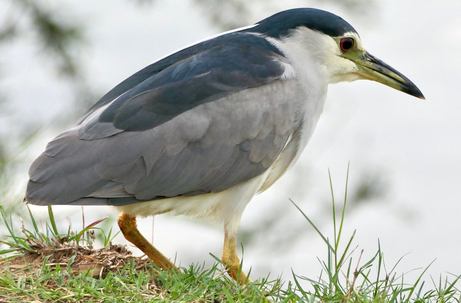Kwak (Nycticorax nycticorax)