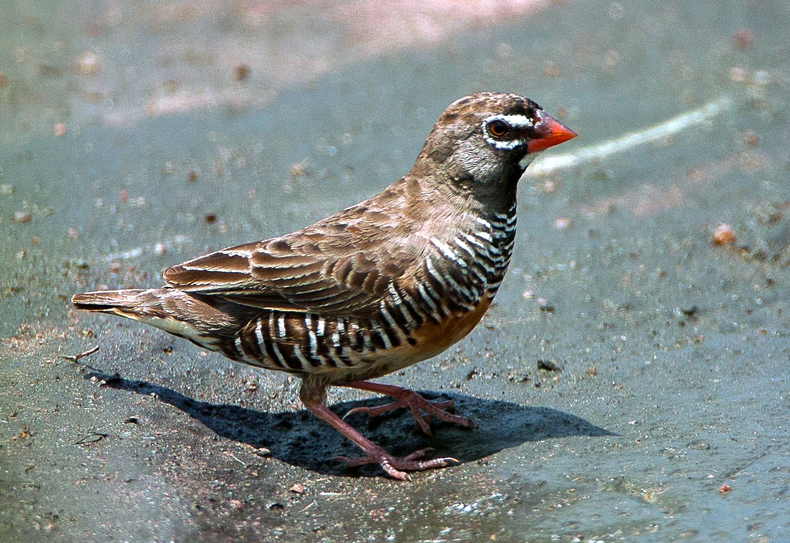 Kwartelastrild (Ortygospiza atricollis)