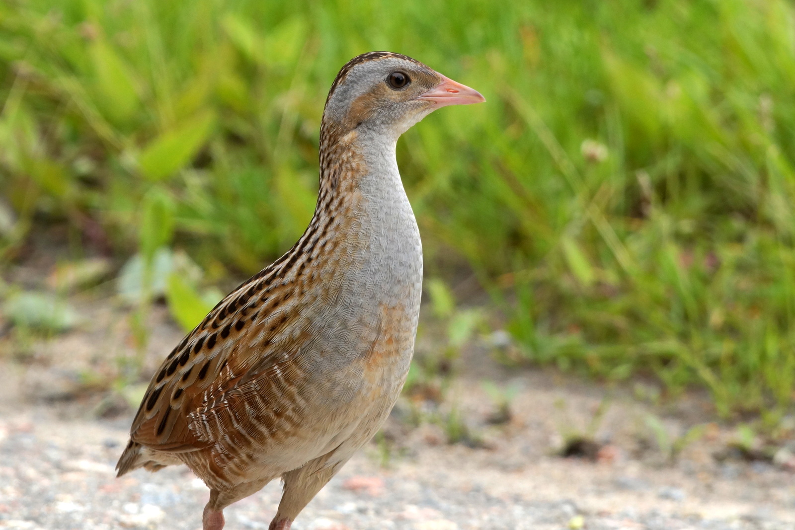Kwartelkoning (Crex crex)