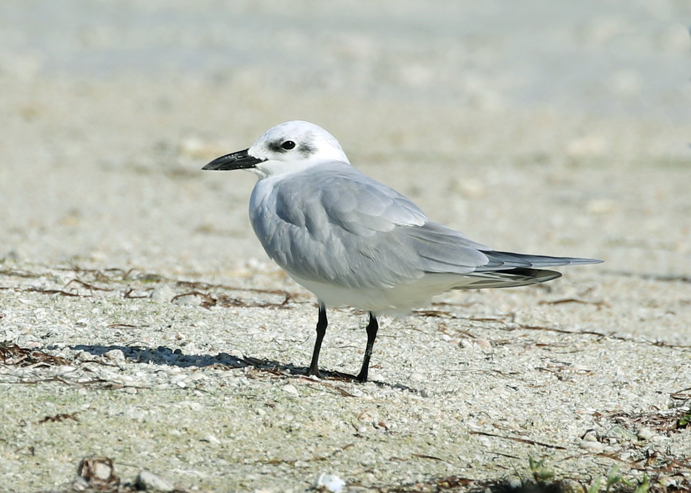 Lachstern (Gelochelidon nilotica)