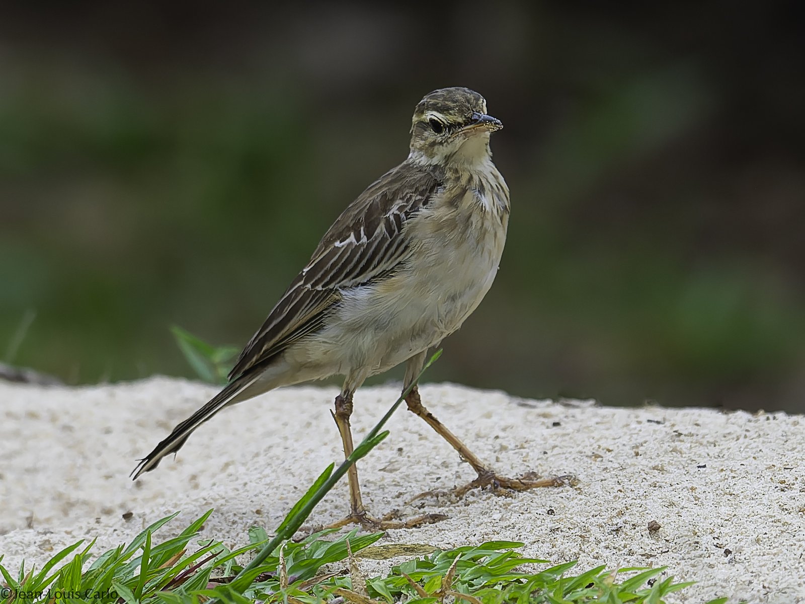 Langpootpieper (Anthus pallidiventris)