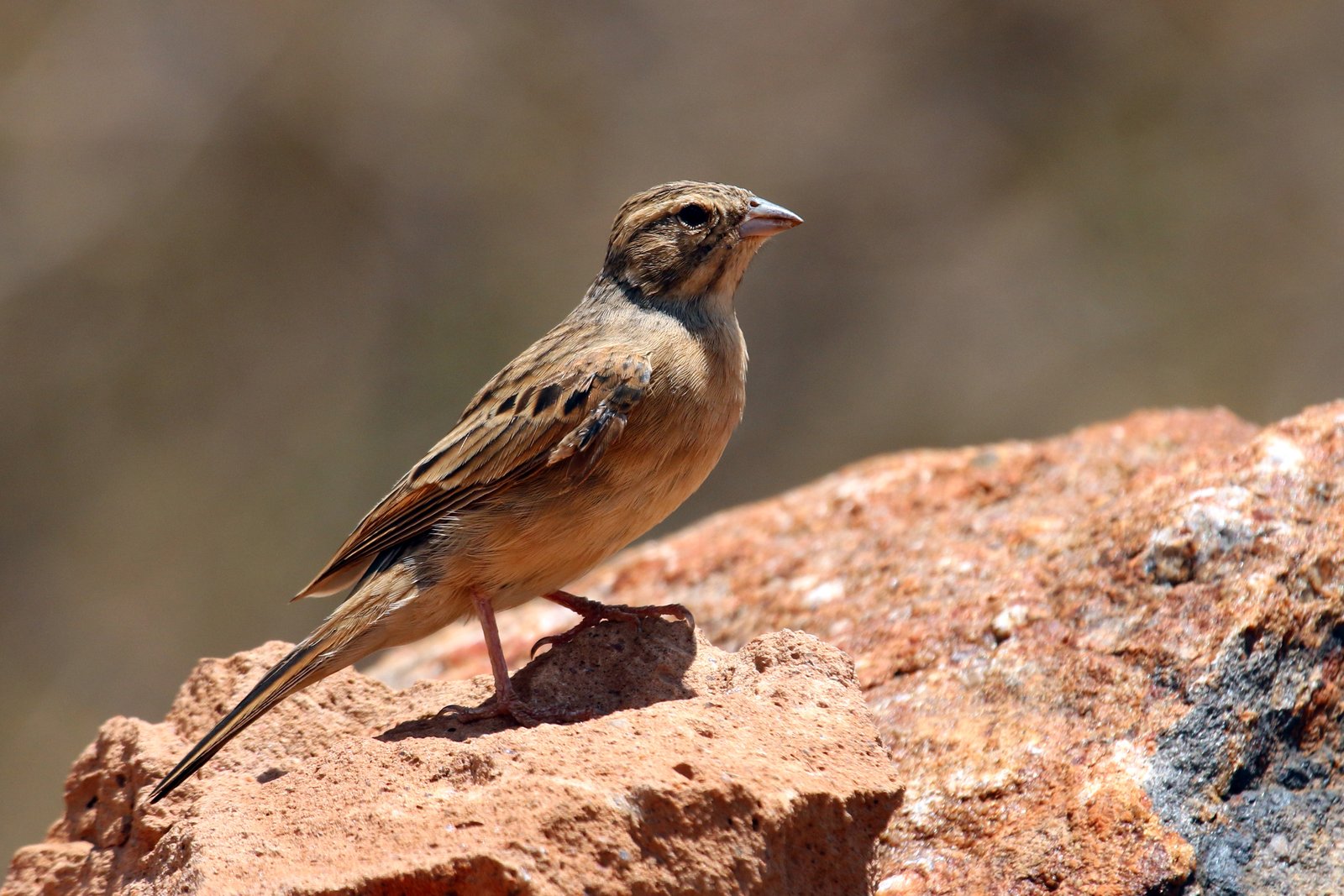 Leeuwerikgors (Emberiza impetuani)