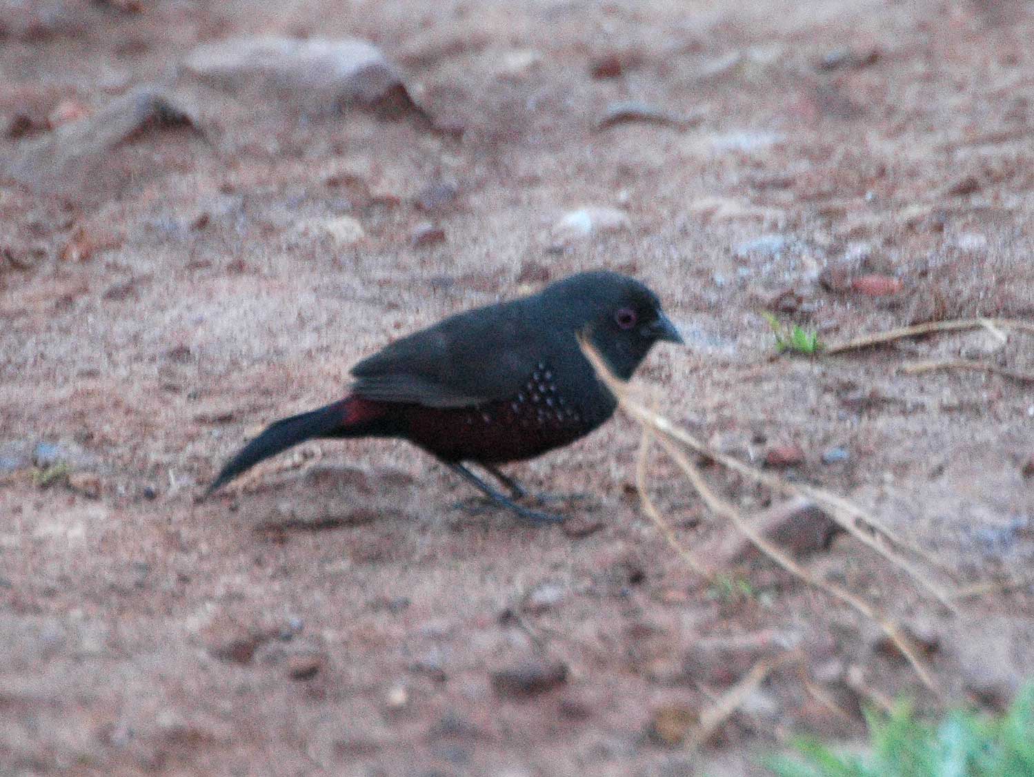 Leigrijze astrild (Euschistospiza cinereovinacea)