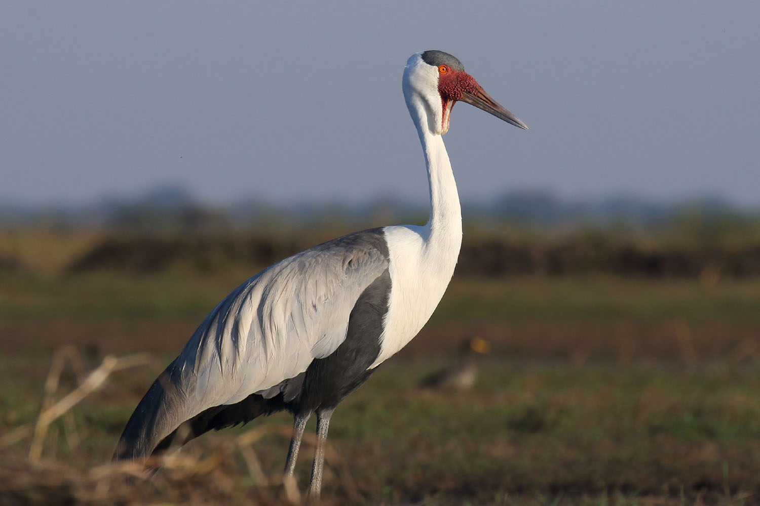 Lelkraanvogel (Grus carunculata)