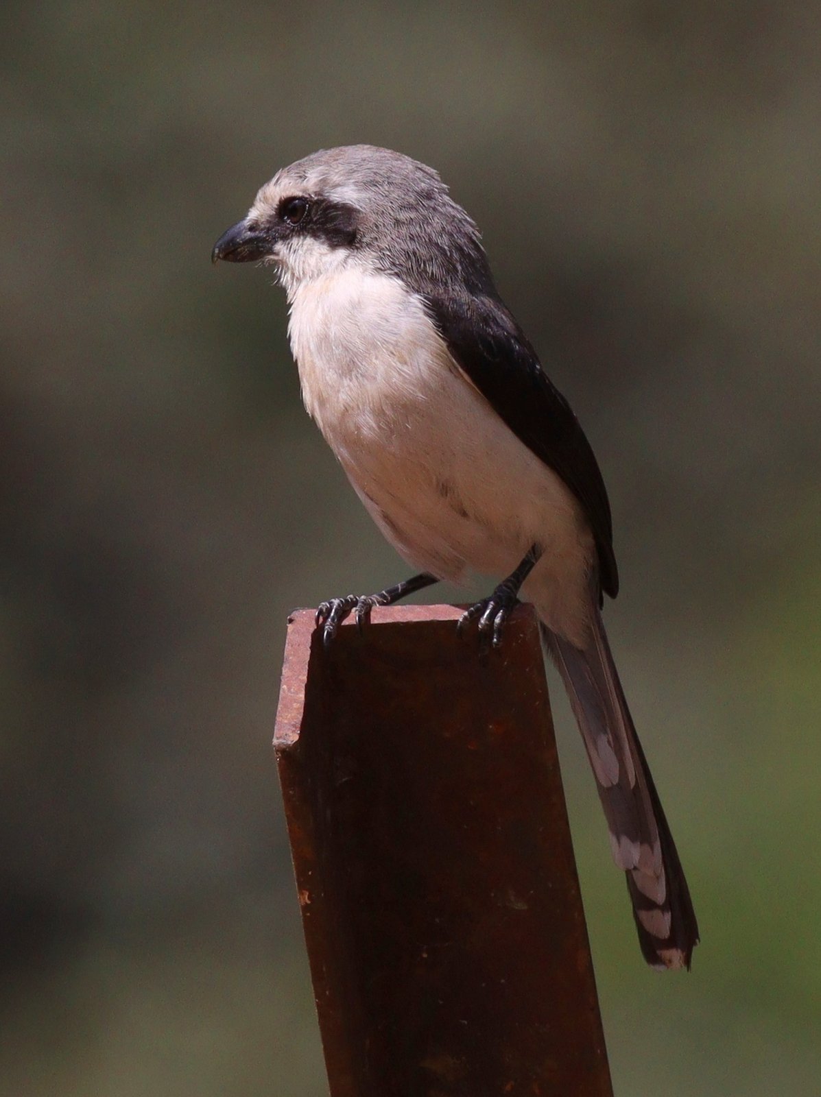 Mackinnons klauwier (Lanius mackinnoni)
