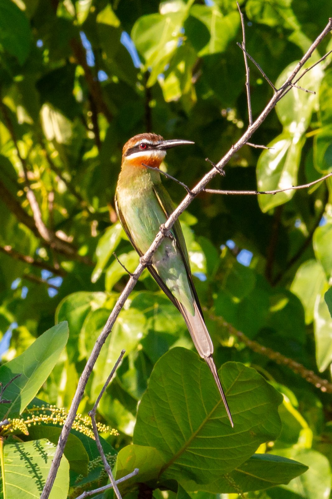 Madagaskarbijeneter (Merops superciliosus)