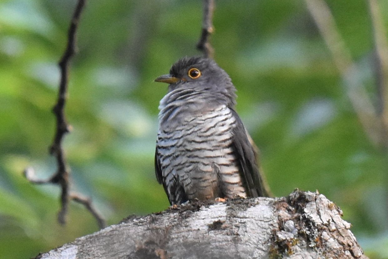 Madagaskarkoekoek (Cuculus rochii)