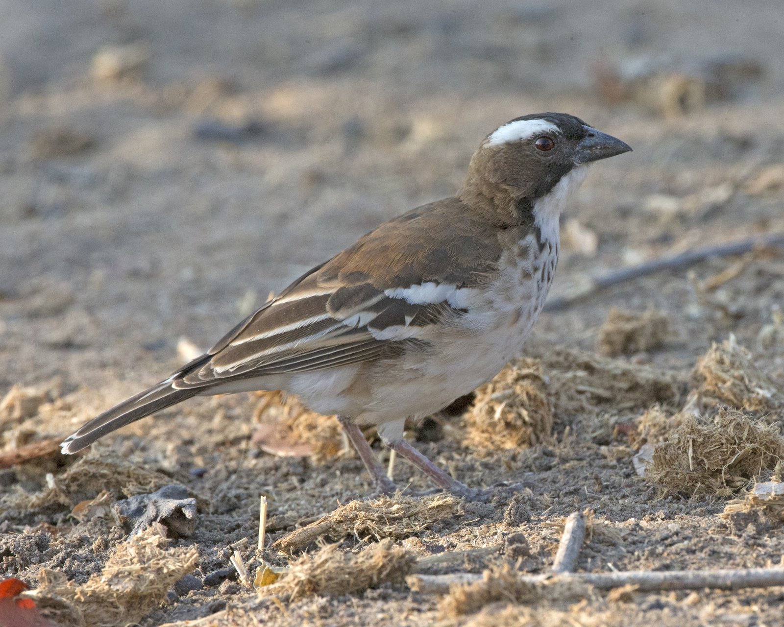 Mahaliwever (Plocepasser mahali)