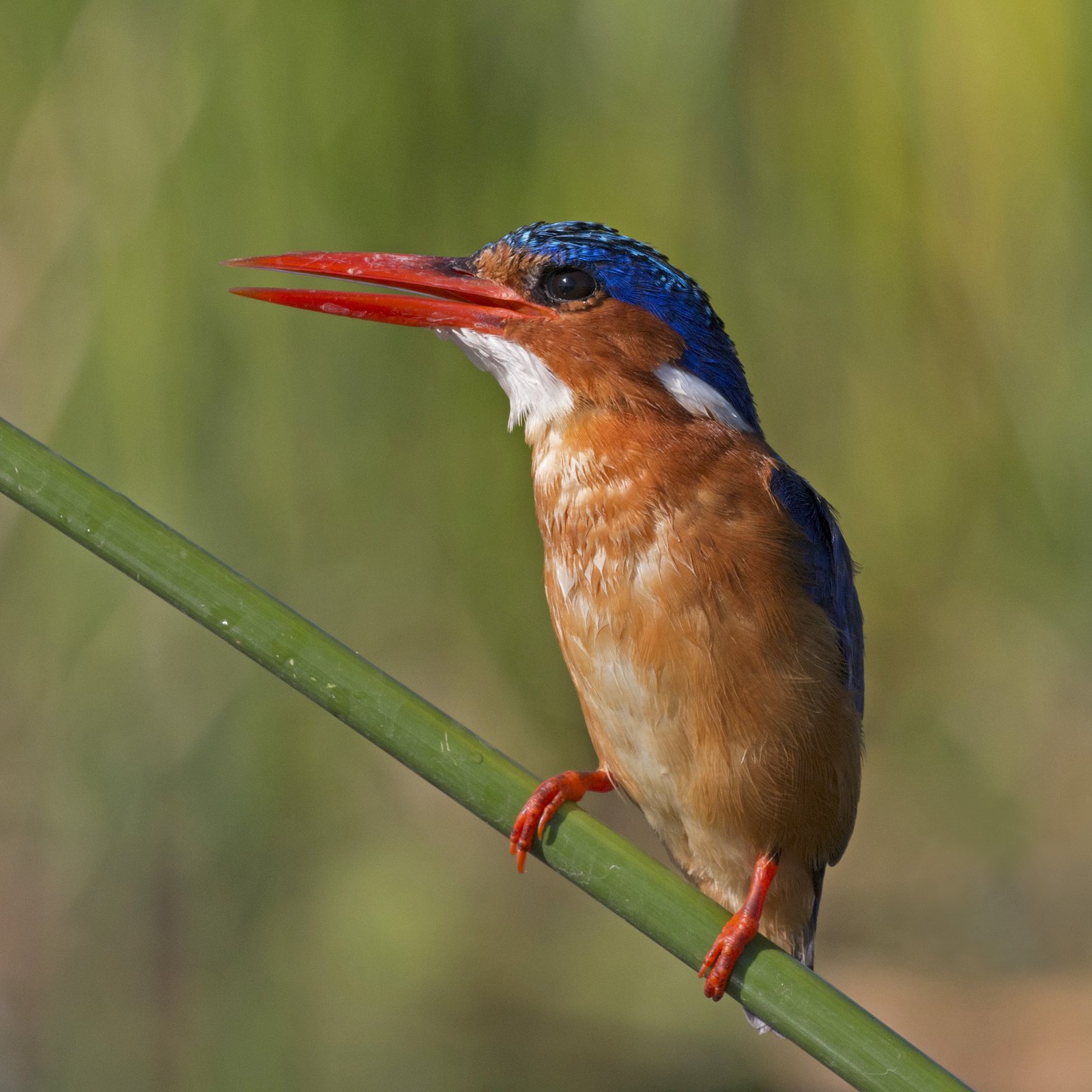 Malachietijsvogel (Corythornis cristatus)