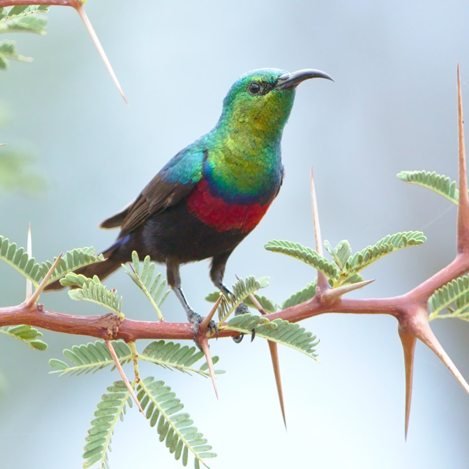 Maricohoningzuiger (Cinnyris mariquensis)
