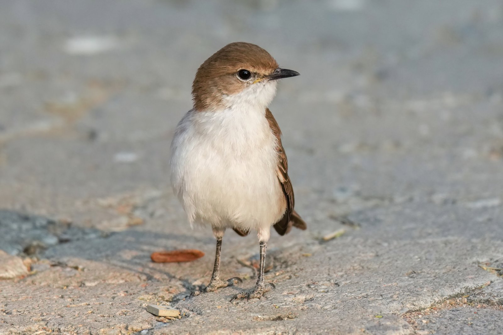 Maricovliegenvanger (Bradornis mariquensis)