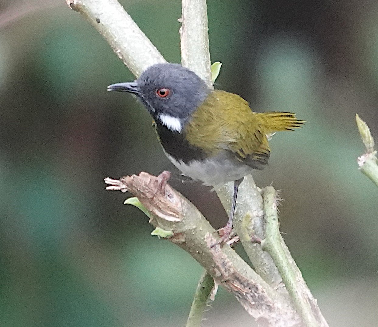 Maskerapalis (Apalis binotata)