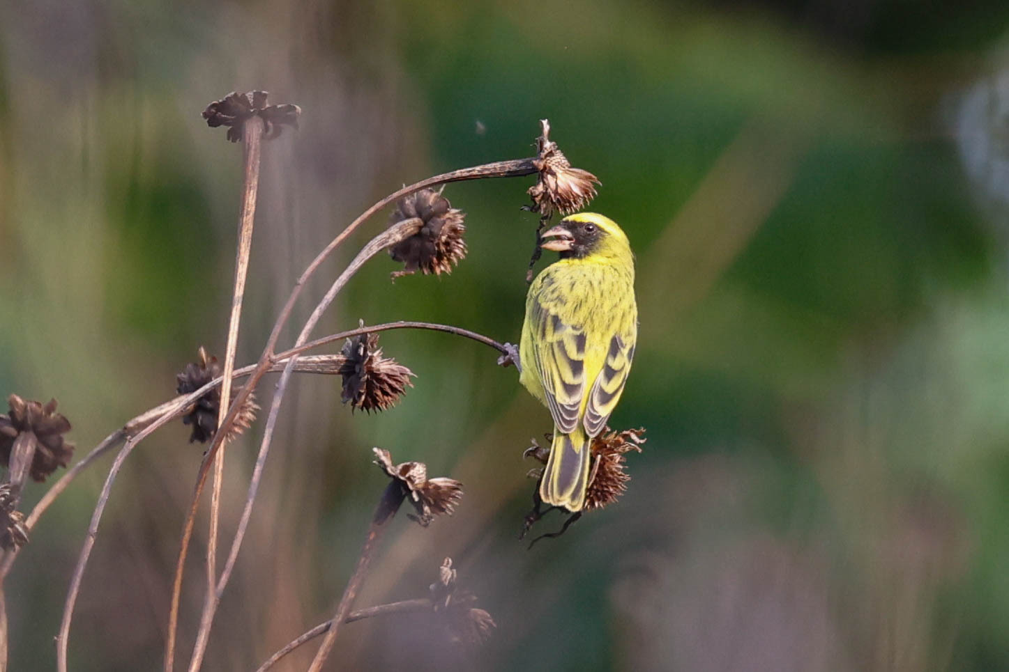 Maskerkanarie (Crithagra capistrata)