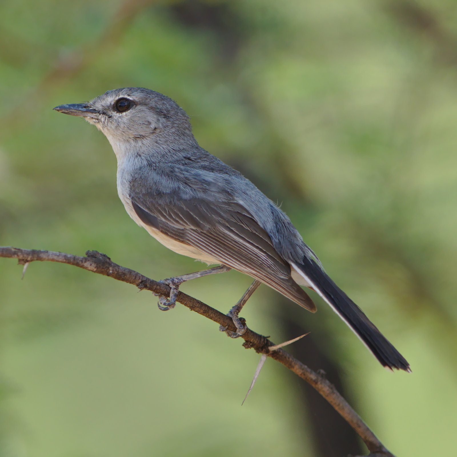 Meesvliegenvanger (Fraseria plumbea)