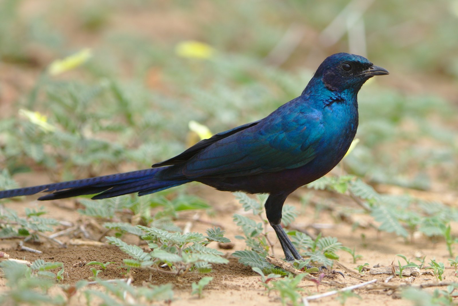 Meves' glansspreeuw (Lamprotornis mevesii)