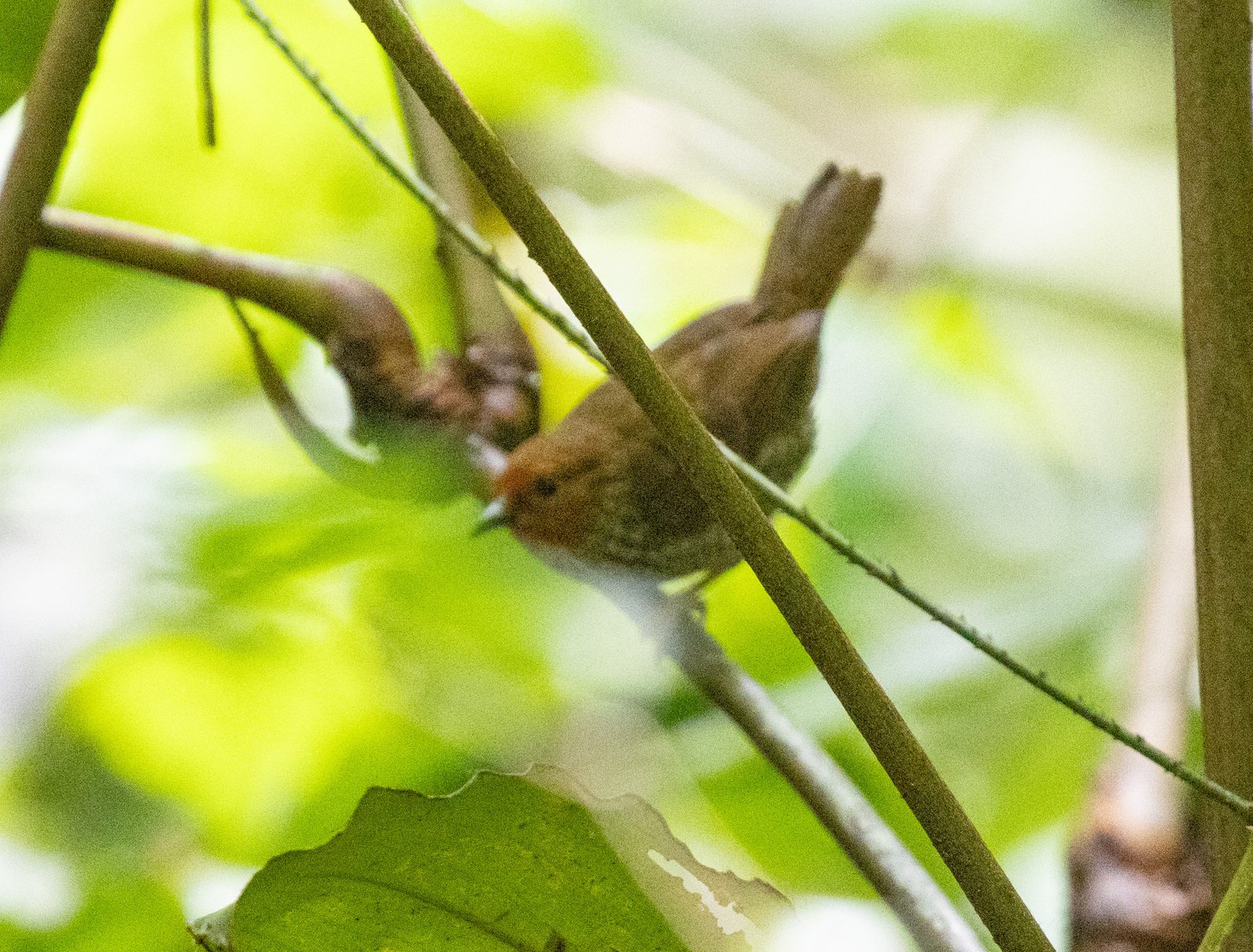 Mierenpikker (Parmoptila woodhousei)