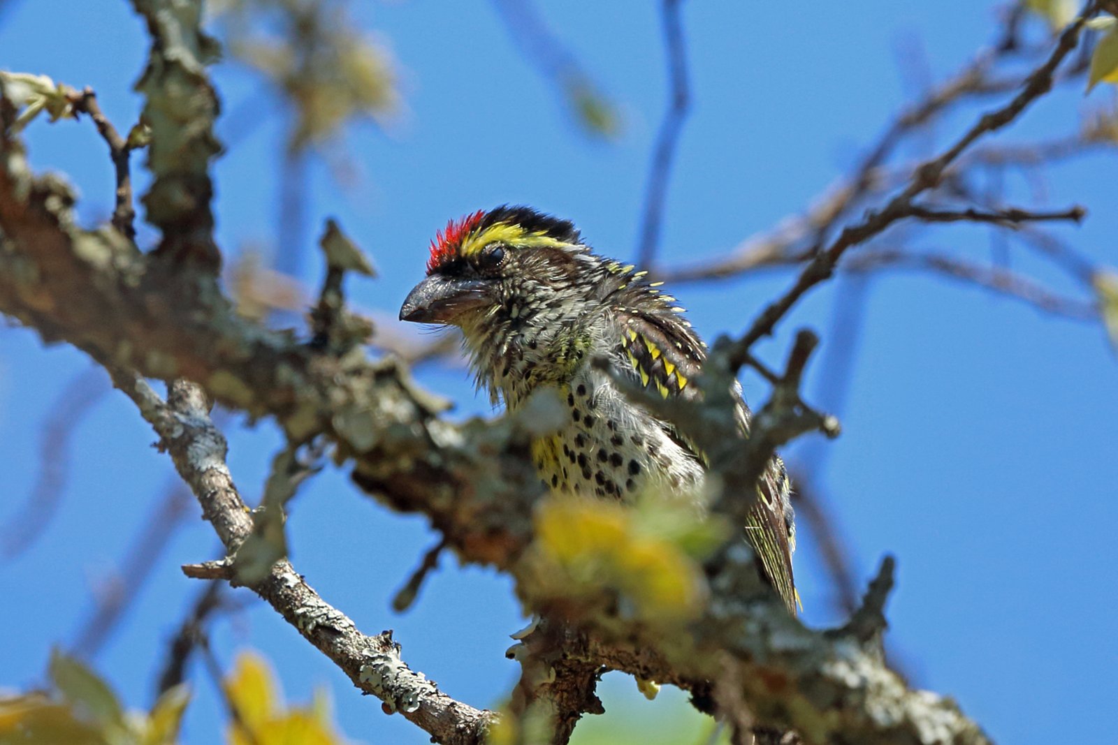 Miombabaardvogel (Tricholaema frontata)