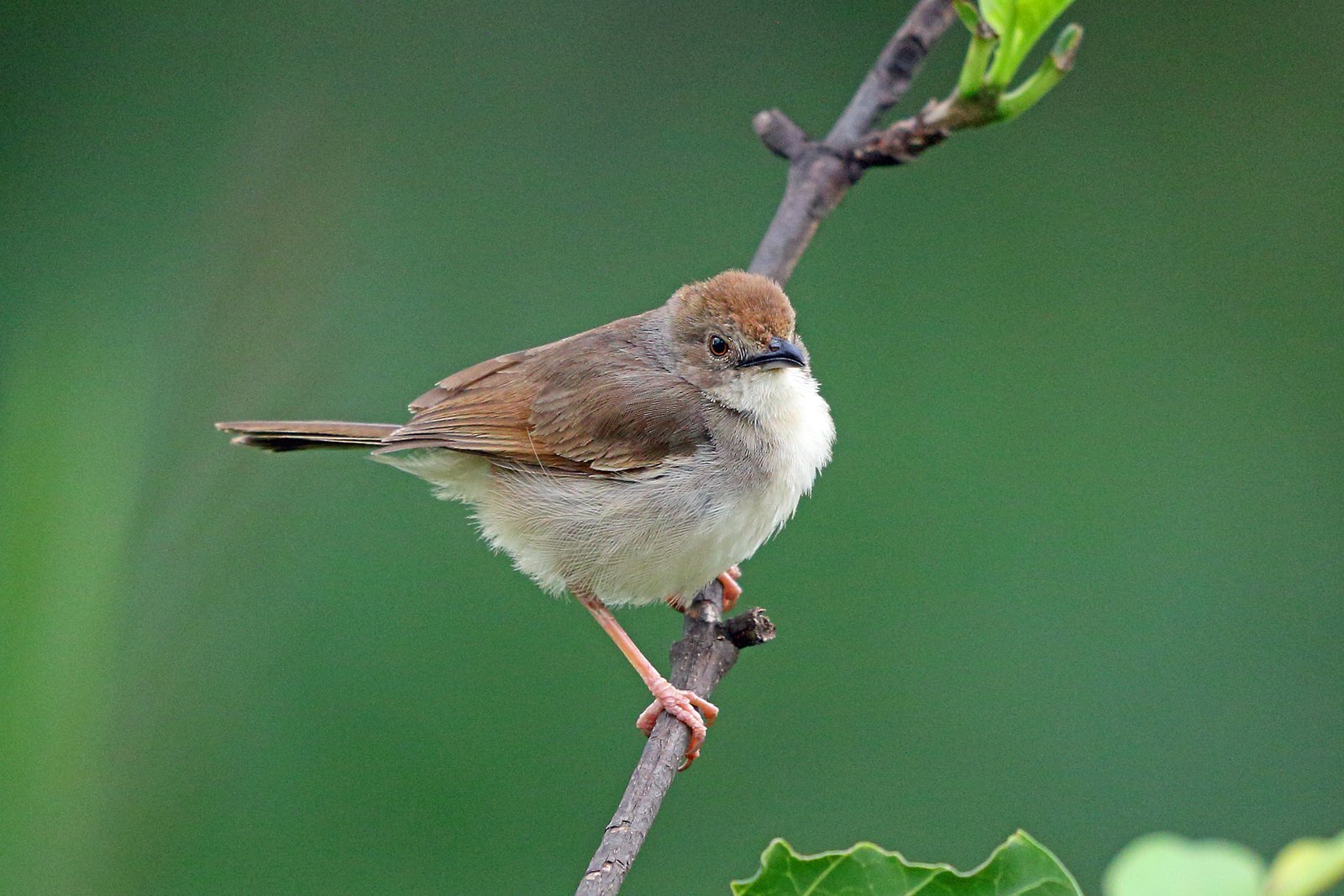 Miombograszanger (Cisticola woosnami)