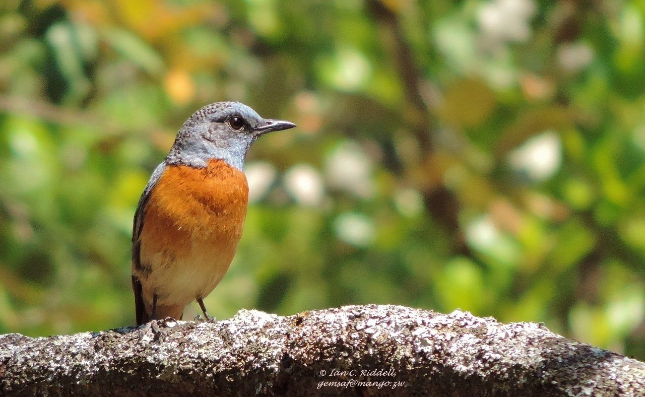 Miomborotslijster (Monticola angolensis)