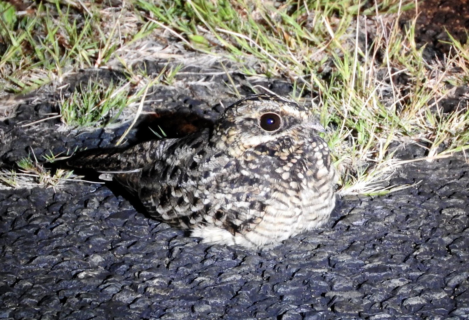 Moerasnachtzwaluw (Caprimulgus natalensis)