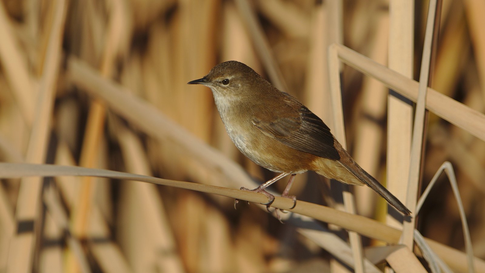 Moerasstruikzanger (Bradypterus baboecala)
