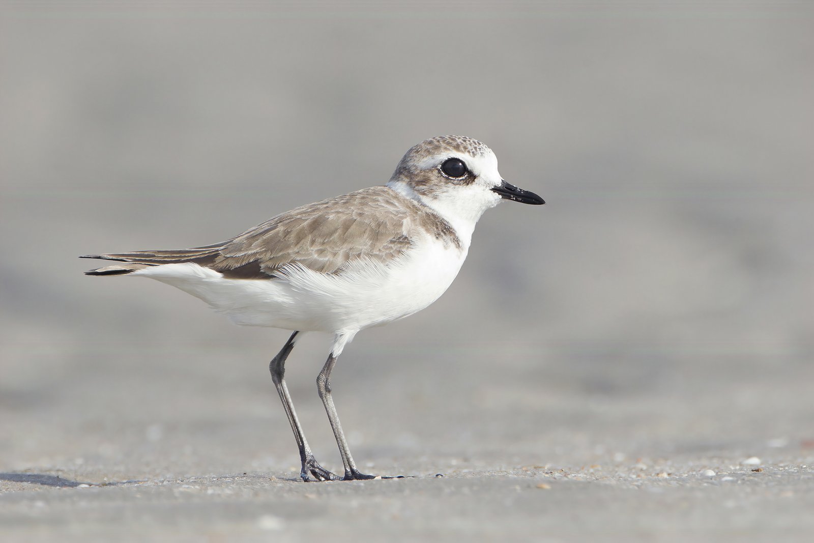 Mongoolse plevier (Anarhynchus mongolus)